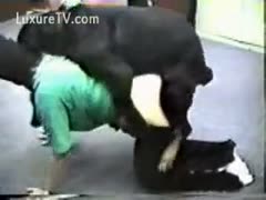 Huge rottweiler pounds his homo owner